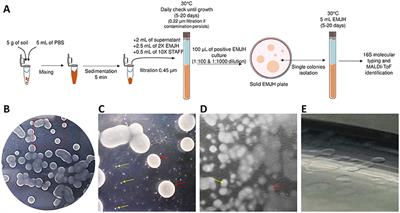 Biodiversity of Environmental Leptospira: Improving Identification and Revisiting the Diagnosis